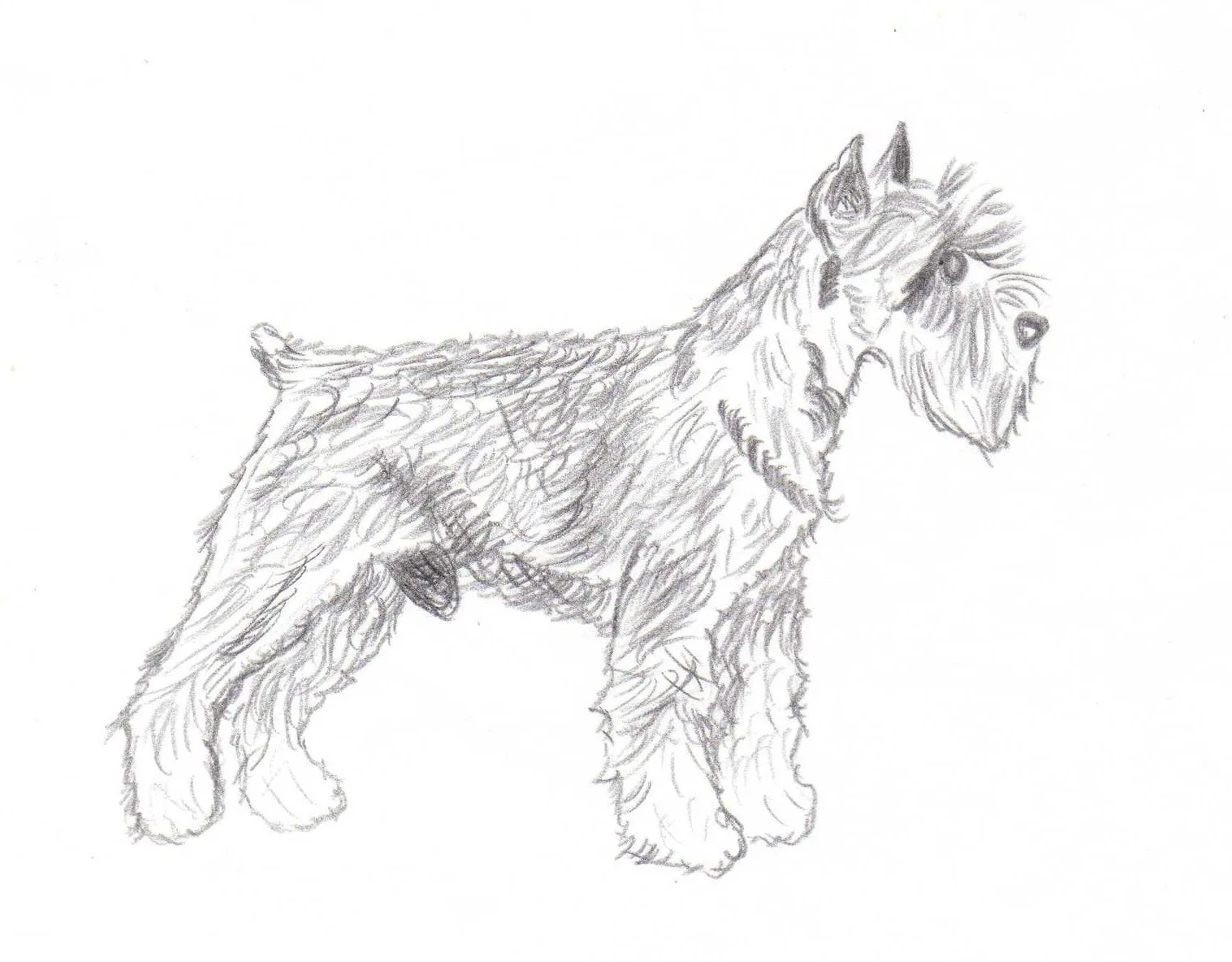 Animales para dibujar a lapiz faciles - Imagui Animales para dibujar a lapiz faciles - Imagui