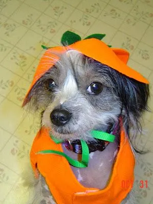 animales disfrazados halloween - Nos disfrazamos animales disfrazados halloween - Nos disfrazamos