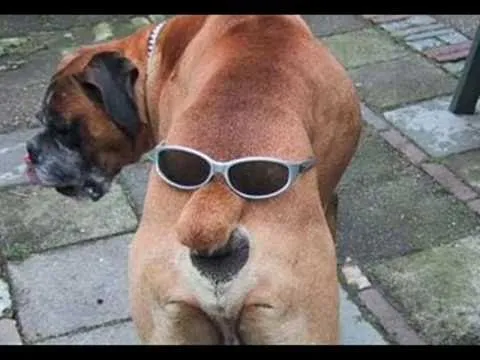 ANIMALES DIVERTIDOS - YouTube