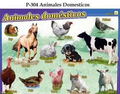 Animales domesticos