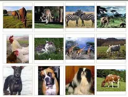 ANIMALES DOMÉSTICOS: ANIMALES DOMÉSTICOS