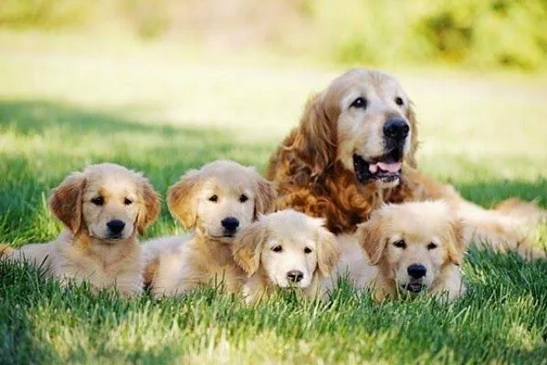 ANIMALES DOMESTICOS: CARACTERISTICAS DE LOS ANIMALES DOMESTICOS ... ANIMALES DOMESTICOS: CARACTERISTICAS DE LOS ANIMALES DOMESTICOS ...