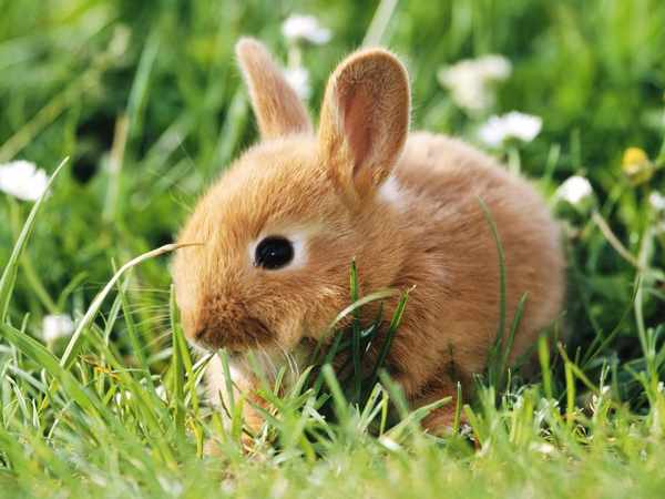 Animales Domésticos y Caseros - Hamsters Cobayos - Conejos y ... Animales Domésticos y Caseros - Hamsters Cobayos - Conejos y ...