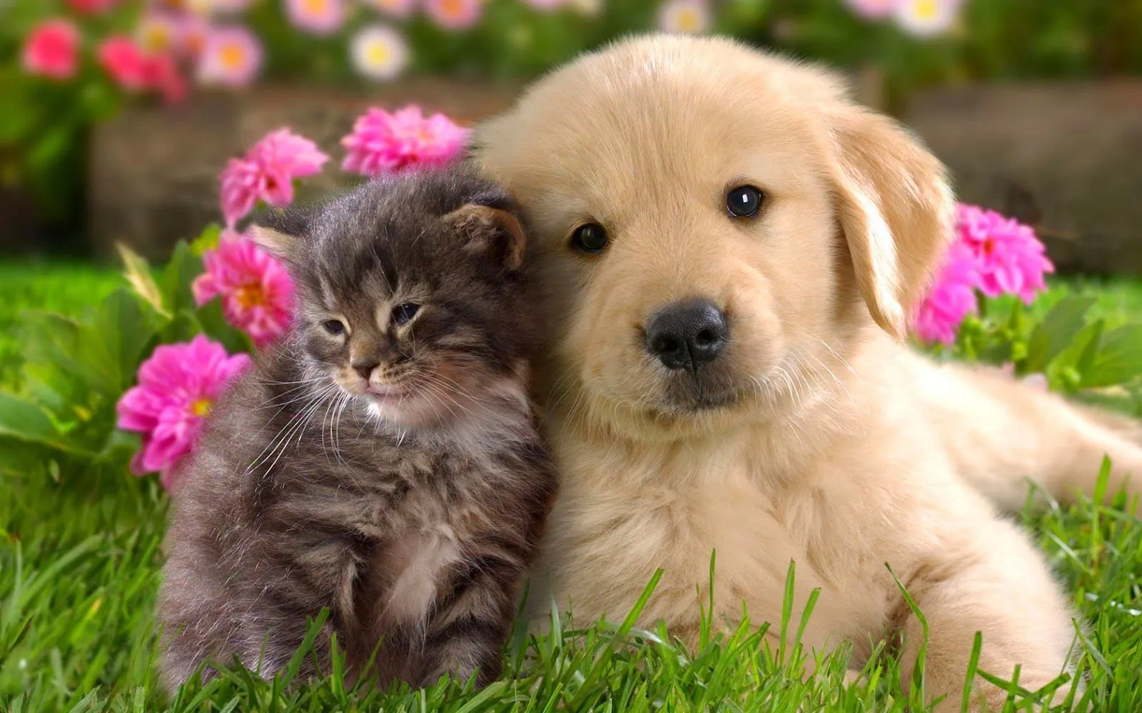 Animales domesticos | Fotos Bonitas de Amor | Imágenes Bonitas de Amor Animales domesticos | Fotos Bonitas de Amor | Imágenes Bonitas de Amor