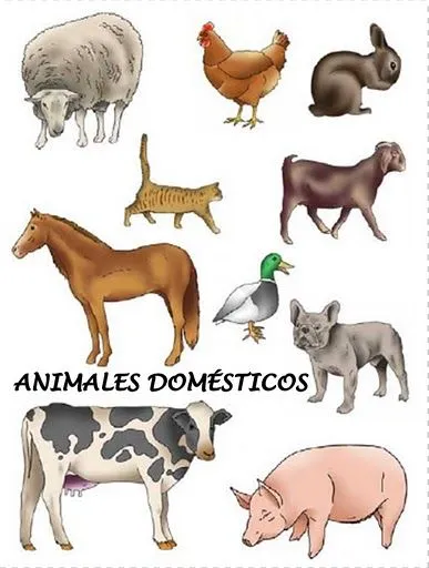 Animales domesticos fotos para imprimir - Imagui Animales domesticos fotos para imprimir - Imagui