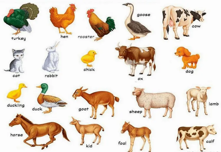 LOS ANIMALES DOMESTICOS : junio 2015