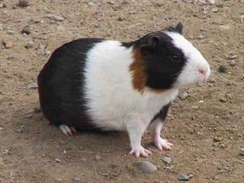 Animales domésticos del Perú prehispánico - YouTube Animales domésticos del Perú prehispánico - YouTube