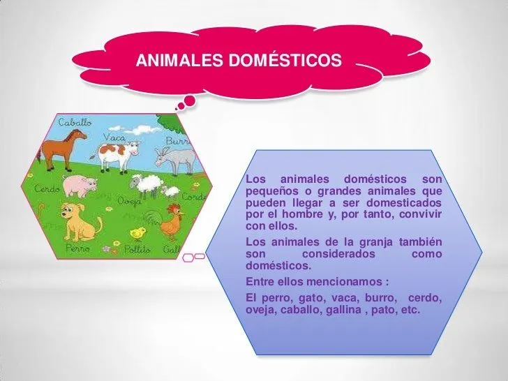 animales-domesticos-por-jhoana ...