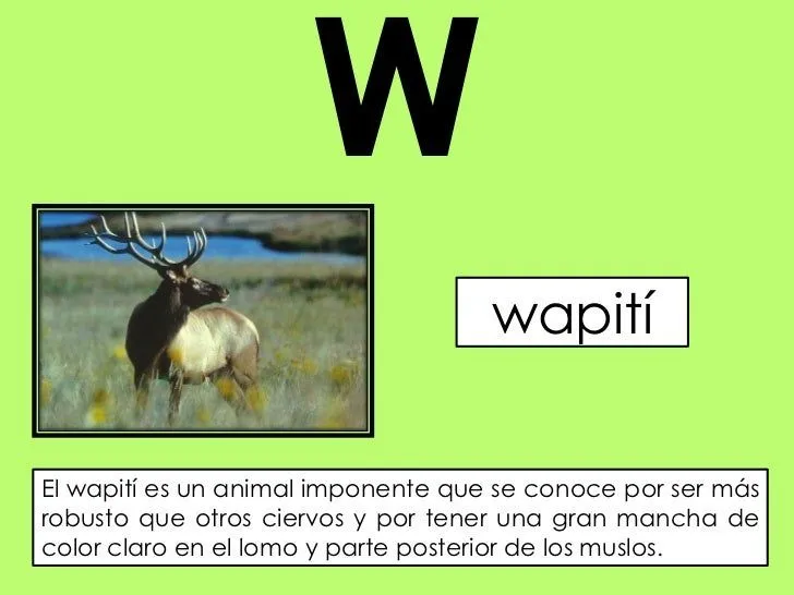 Animales que empiecen con la letra w - Imagui