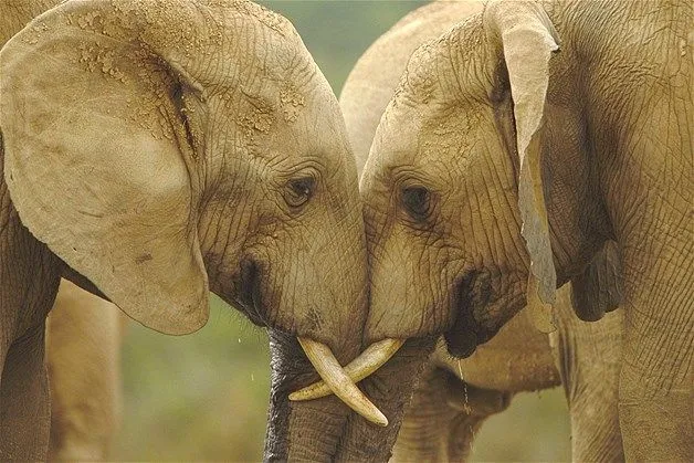 Animales enamorados Parte 1 | noticias sobre la pagina msn Animales enamorados Parte 1 | noticias sobre la pagina msn