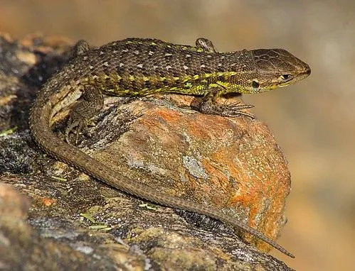 10 nombres de animales que tengan escamas - Imagui 10 nombres de animales que tengan escamas - Imagui