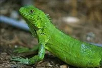 Cuales son los animales que tienen escamas - Imagui Cuales son los animales que tienen escamas - Imagui