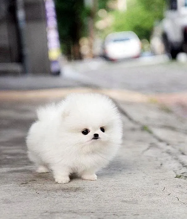 Imagenes de perros cachorros tacita de te - Imagui