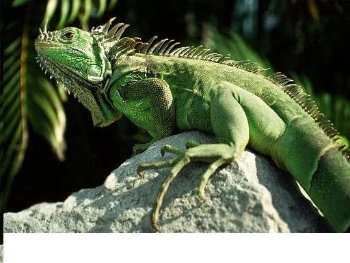 Animales exóticos | Blog sobre animales exóticos