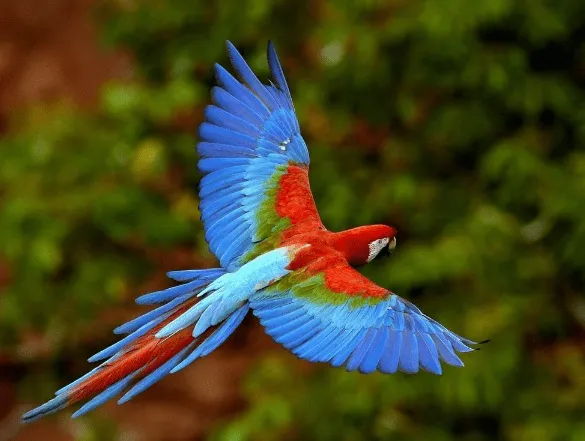 Animales exoticos — Comprar Animales exoticos, Precio de , Fotos ...