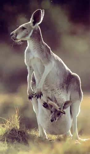 ANIMALES EXOTICOS. FAUNA UNIVERSAL - esqueaPRD2013