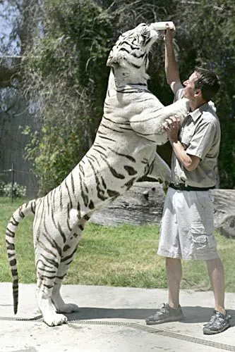 ANIMALES EXOTICOS. FAUNA UNIVERSAL - esqueaPRD2013