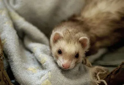 Animales exoticos : TiendAnimal