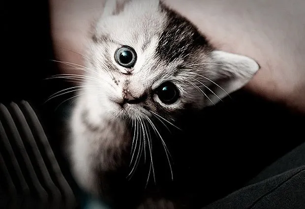 Animales expresivos: 10 impresionantes fotos con sus mejores caras ... Animales expresivos: 10 impresionantes fotos con sus mejores caras ...