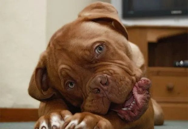 Animales expresivos: 10 impresionantes fotos con sus mejores caras ... Animales expresivos: 10 impresionantes fotos con sus mejores caras ...