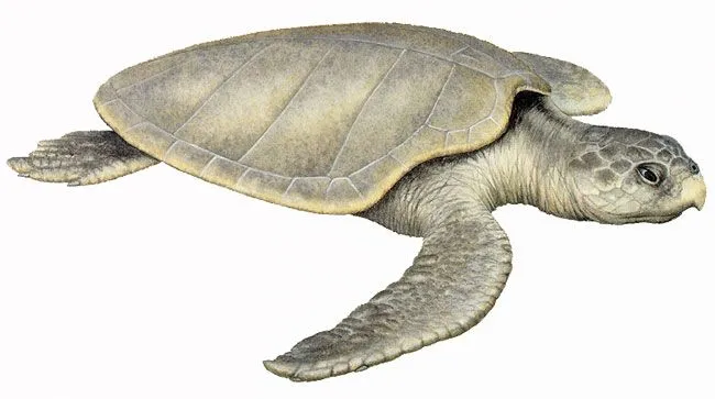 Animales en Extinción: Tortuga Lora se esta extendiendo en Europa