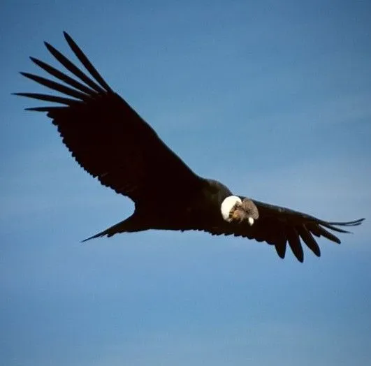 El condor de los andes dibujos para colorear - Imagui