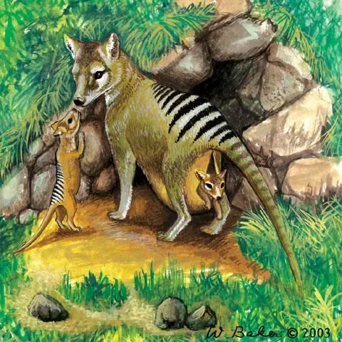Animales extintos: Tilacino o Tigre de Tasmania (desde 1936 ...