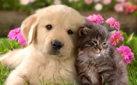 ANIMALES EXTRAÑOS Y CURIOSIDADES ANIMALES: Videos de animales y ...