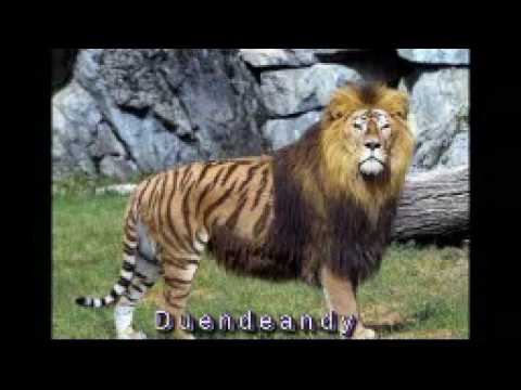Animales Extraños - YouTube