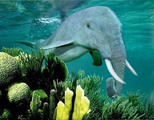 Animales Extraños | ZionSpark