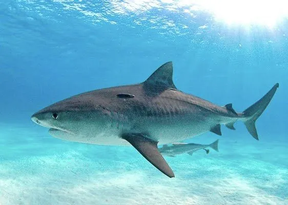 Los animales más fascinantes: febrero 2012