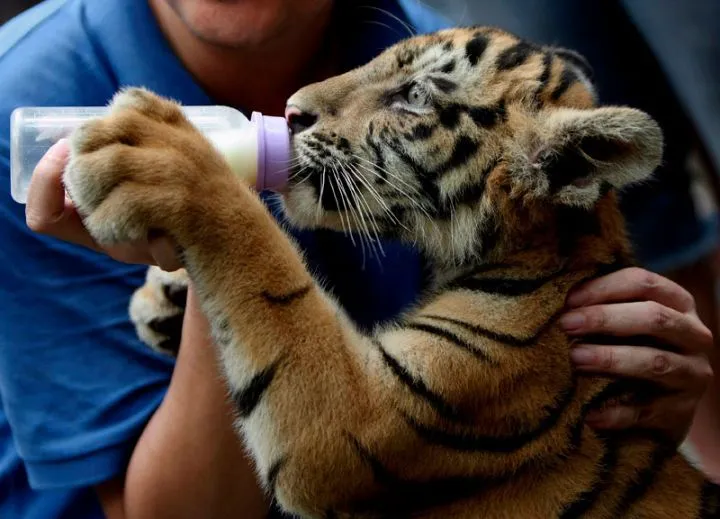 Dia de los animales! Feliz dia a sus animales! - Taringa!