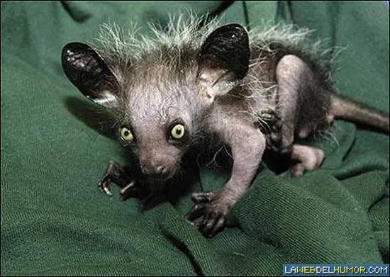 Los animales más feos, horrorosos y raros del planeta. | Tejiendo ...