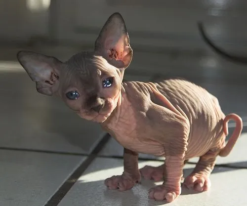 Los animales más feos, horrorosos y raros del planeta. | Tejiendo ... Los animales más feos, horrorosos y raros del planeta. | Tejiendo ...