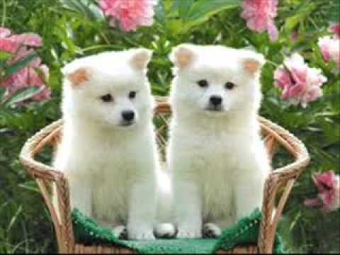 Los Animales Mas Feos y Lindos Del Mundo - YouTube