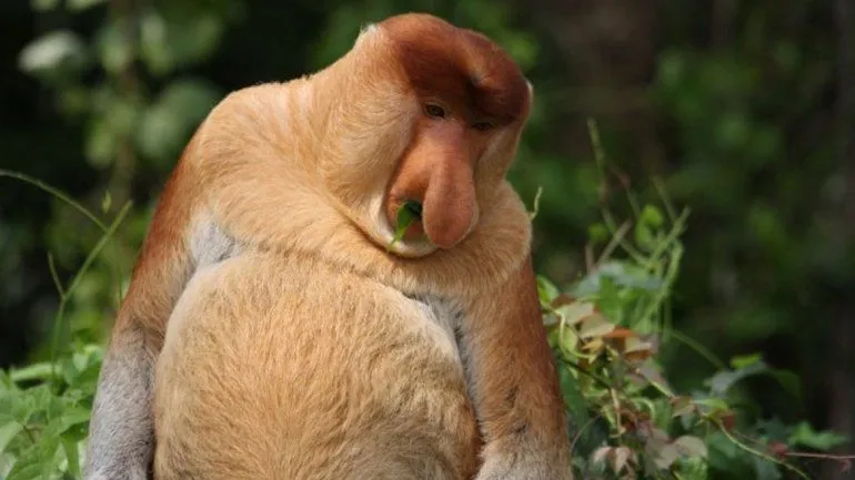 5 animales más feos del mundo - Taringa!