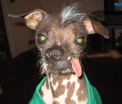 los animales mas feos ,raros - Taringa!