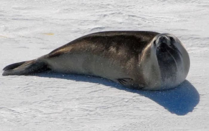 Animales - Fichas - FOCA DE ROSS