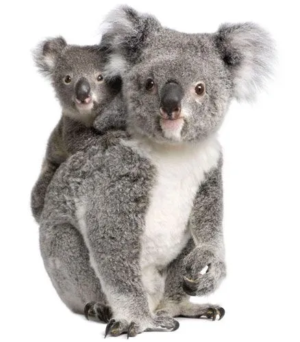 ANIMALES FONDO BLANCO | TODO PARA FACEBOOK IMAGENES PARA FACEBOOK ... ANIMALES FONDO BLANCO | TODO PARA FACEBOOK IMAGENES PARA FACEBOOK ...