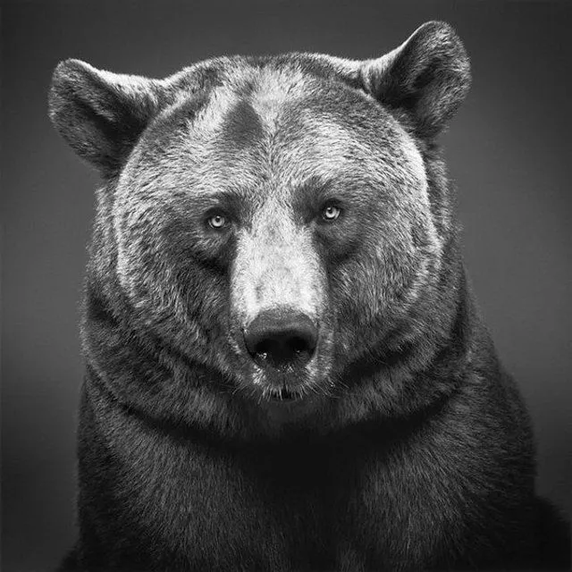Animales | fotografía blanco y negro