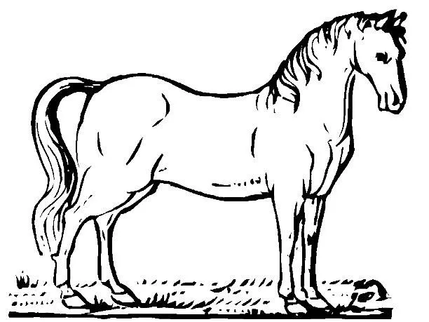 ANIMALES FOTOS DIBUJOS IMAGENES: DIBUJOS DE CABALLOS PARA COLOREAR ... ANIMALES FOTOS DIBUJOS IMAGENES: DIBUJOS DE CABALLOS PARA COLOREAR ...