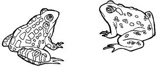 Ranas+para+colorear.jpg
