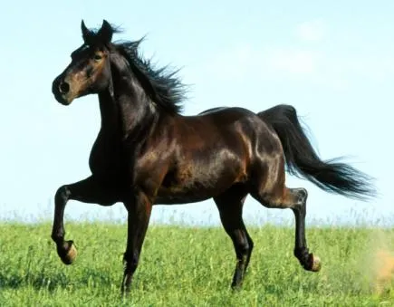ANIMALES FOTOS DIBUJOS IMAGENES: FOTOS DE CABALLOS ANIMALES FOTOS DIBUJOS IMAGENES: FOTOS DE CABALLOS