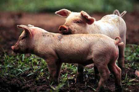 ARTE DIBUJOS FOTOS IMAGENES: FOTOS DEL CHANCHO ARTE DIBUJOS FOTOS IMAGENES: FOTOS DEL CHANCHO