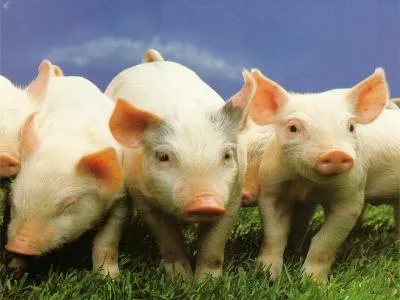 Bebés lindos cerditos - Imagui