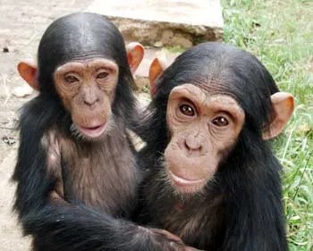 ANIMALES FOTOS DIBUJOS IMAGENES: FOTOS DE CHIMPANCES