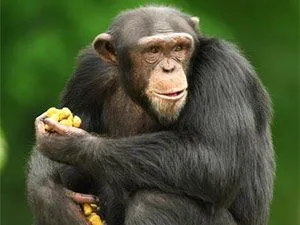 ANIMALES FOTOS DIBUJOS IMAGENES: FOTOS DE CHIMPANCES