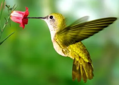 ANIMALES FOTOS DIBUJOS IMAGENES: FOTOS DEL COLIBRI o COLIBRIES