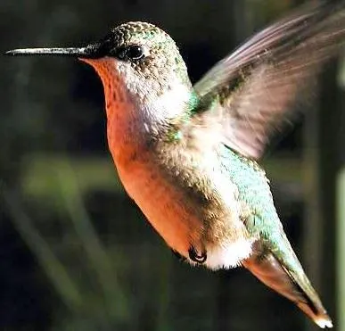 ANIMALES FOTOS DIBUJOS IMAGENES: FOTOS DEL COLIBRI o COLIBRIES
