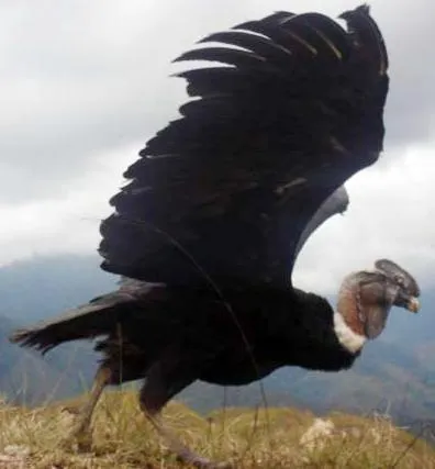 ANIMALES FOTOS DIBUJOS IMAGENES: FOTOS DEL CONDOR ANIMALES FOTOS DIBUJOS IMAGENES: FOTOS DEL CONDOR